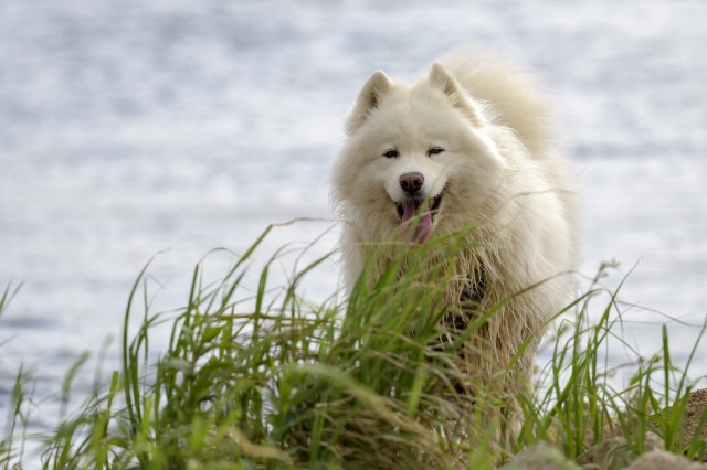 Samojedenhündin Lilli ist immer dabei!