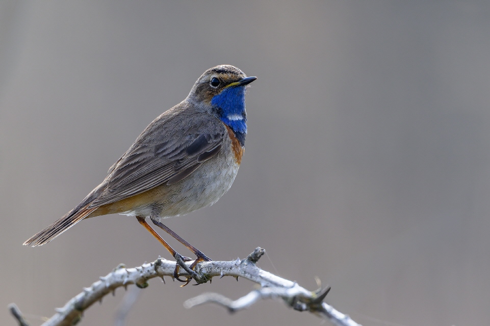 Blaukehlchen
