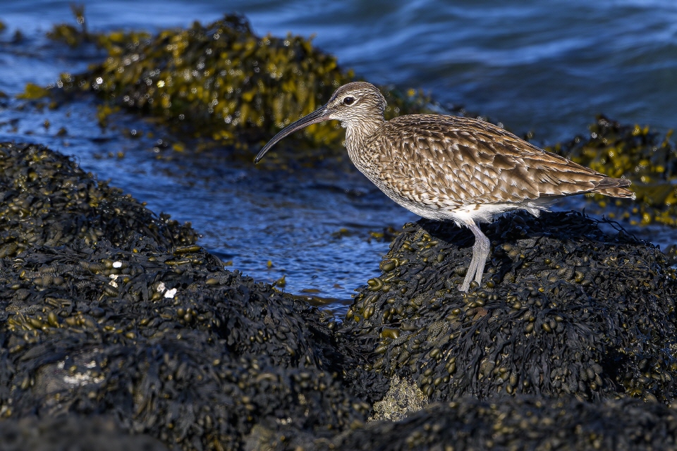 Regenbrachvogel