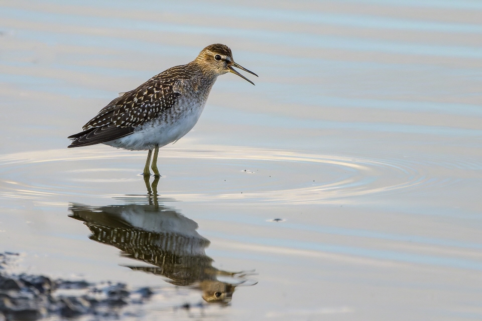 Bruchwasserläufer