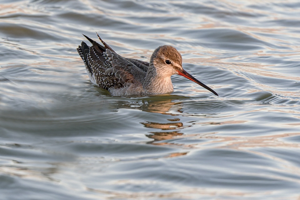 Dunkler Wasserläufer