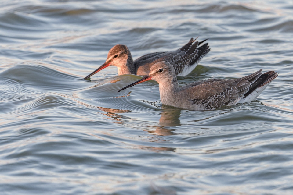 Dunkle Wasserläufer