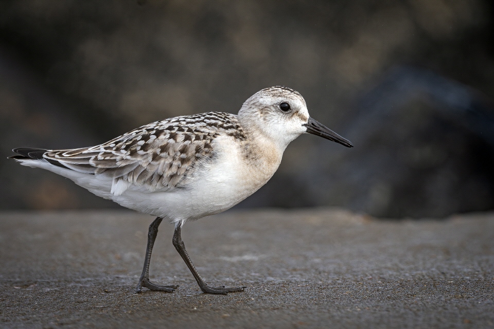 Sanderling