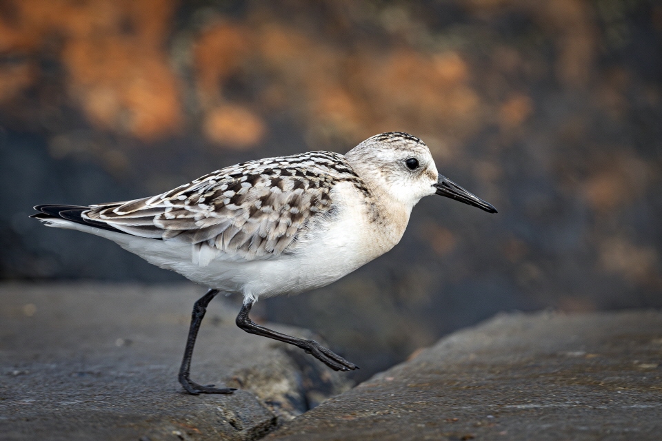 Sanderling