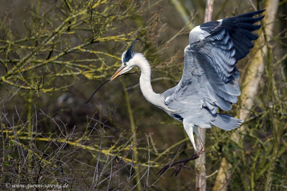 Graureiher im Flug