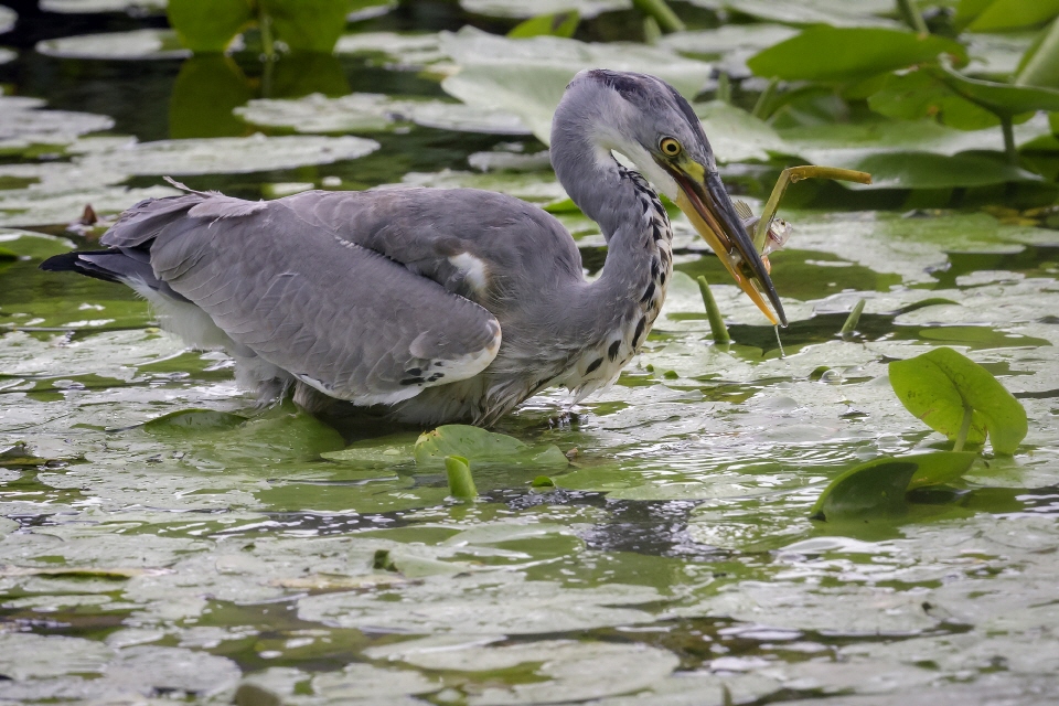 Graureiher bei der Fischjagd