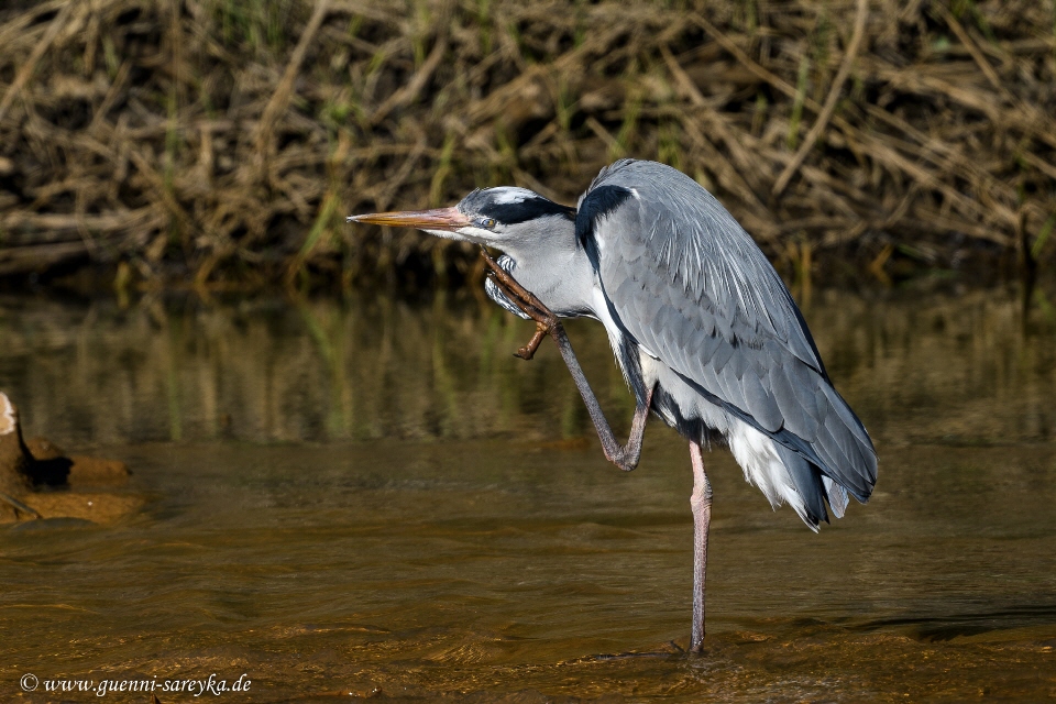 Silberreiher im Flug