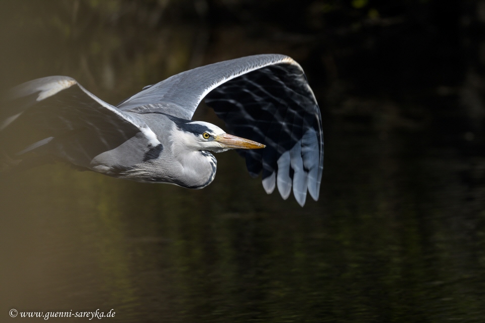 Graureiher im Flug