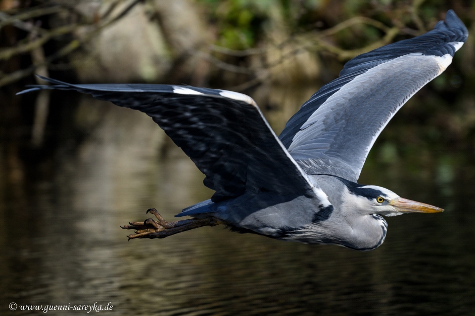 Graureiher im Flug