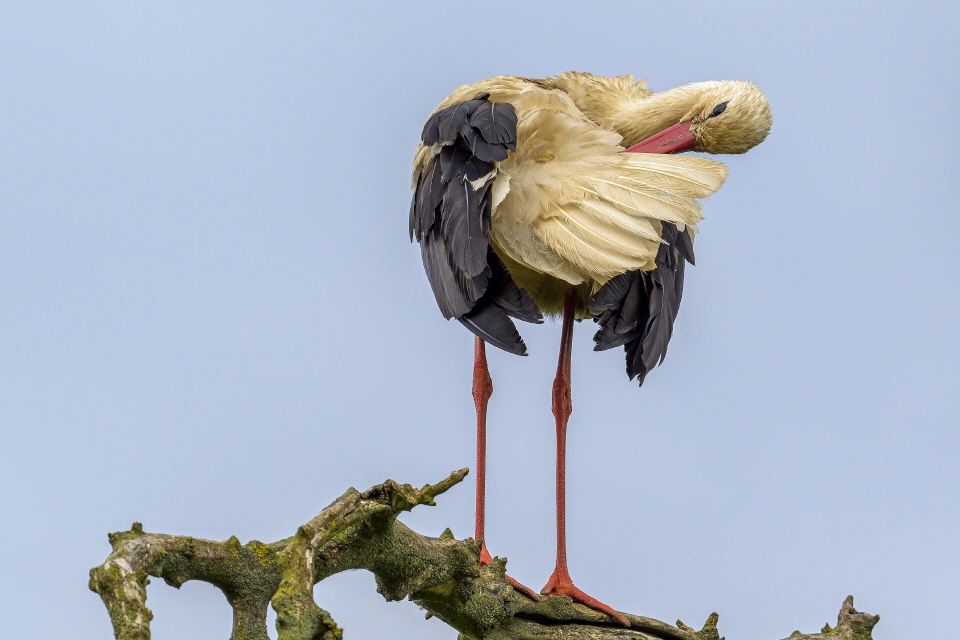 Weißstorch