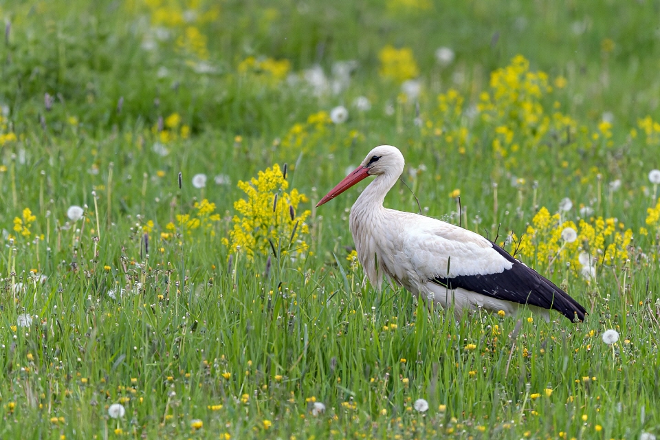 Weißstorch