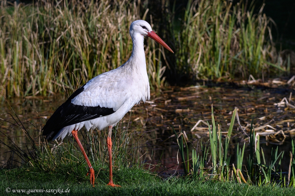 Weißstorch