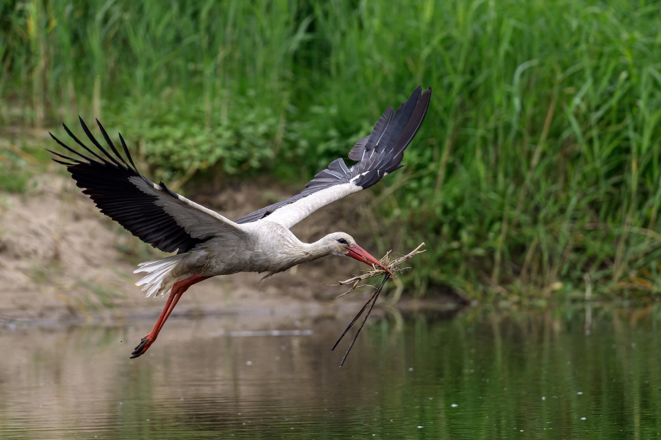 Weißstorch