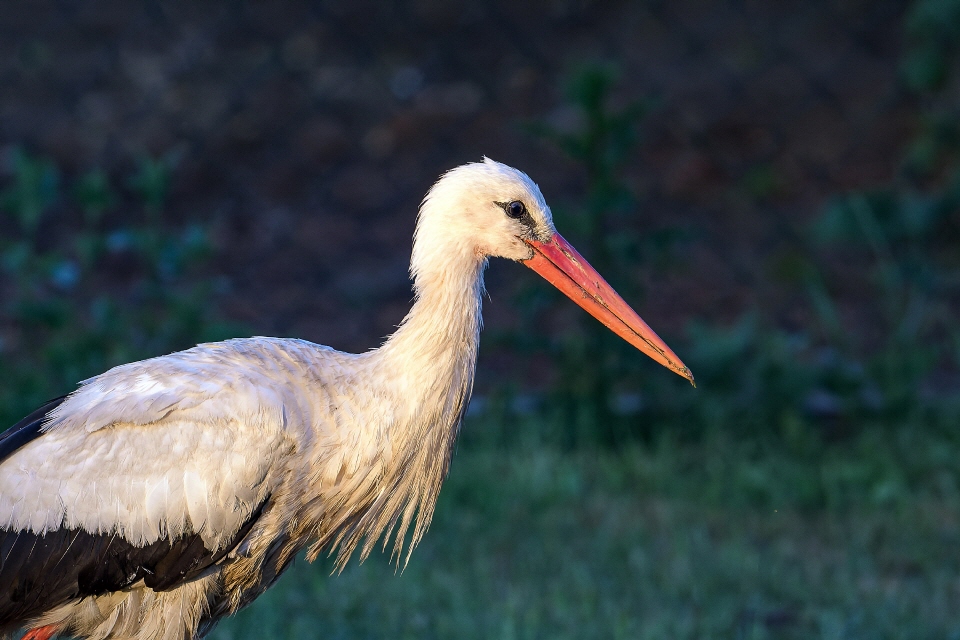 Weißstorch