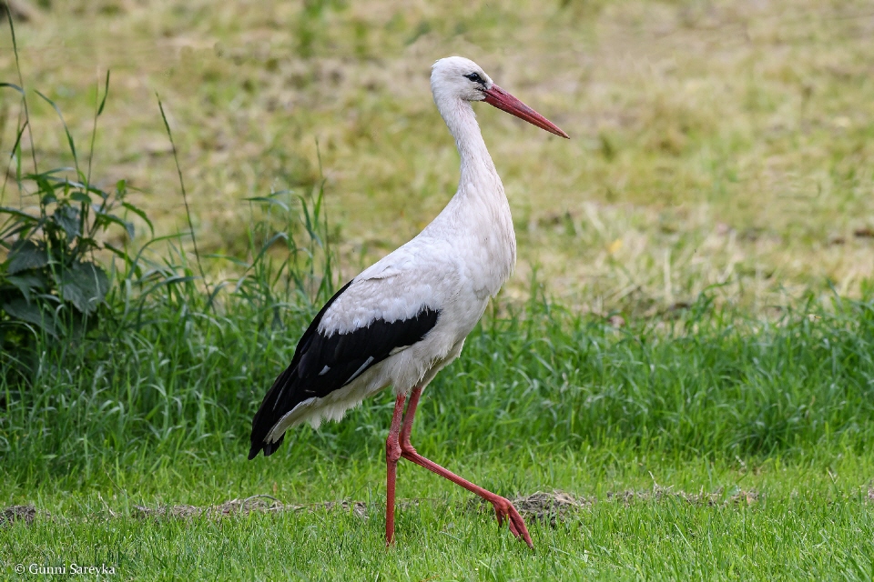 Weißstorch