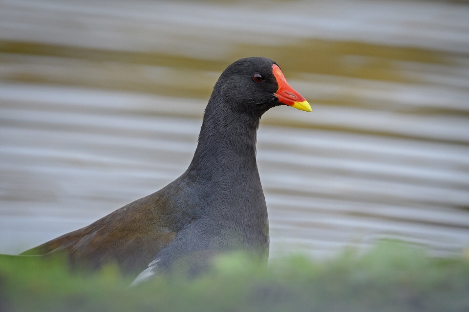 Teichhuhn