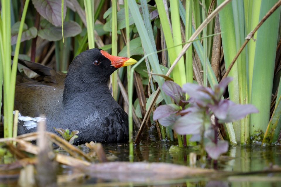 Teichhuhn