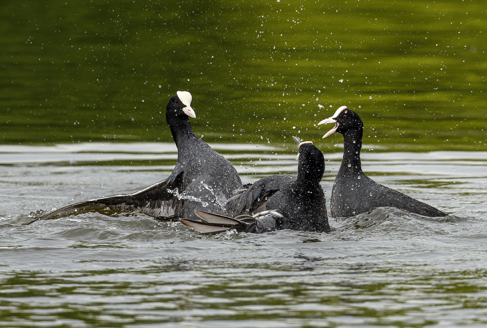 Revierkampf der Blässhühner