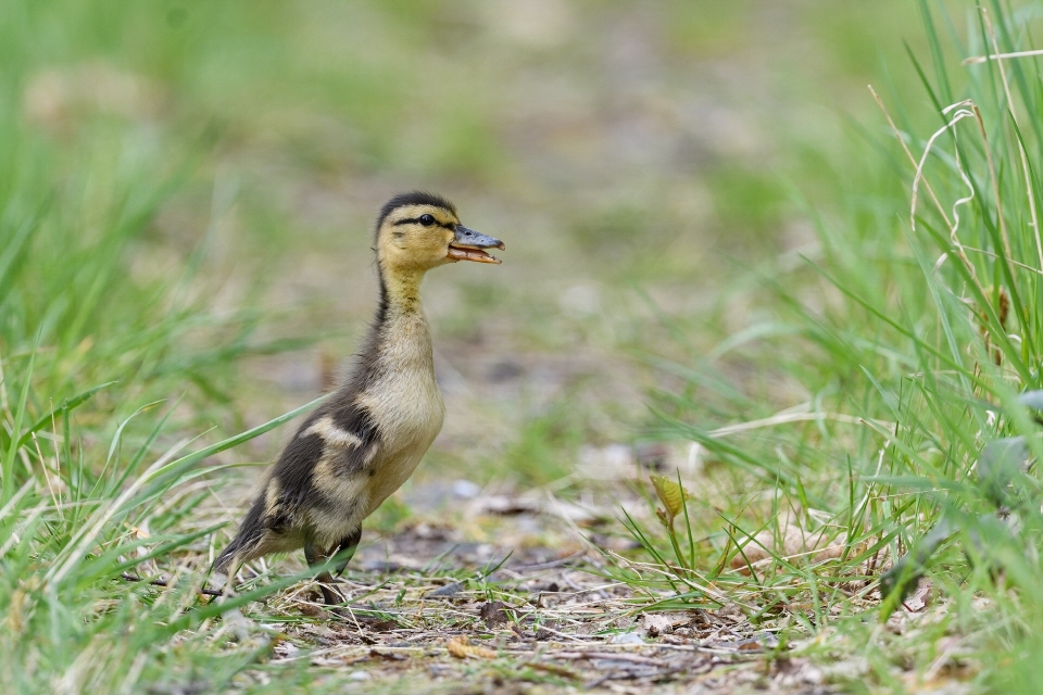 Krickente -weiblich-