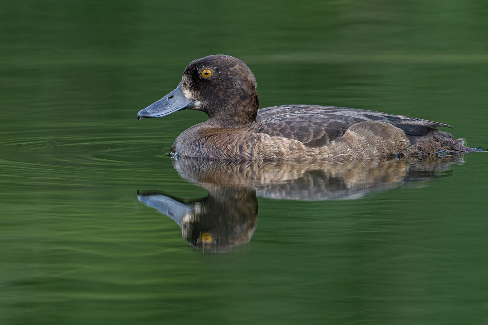 Reiherente -weiblich-