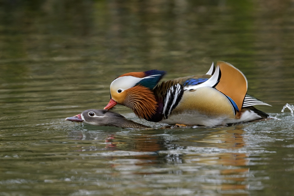 Mandarinenten