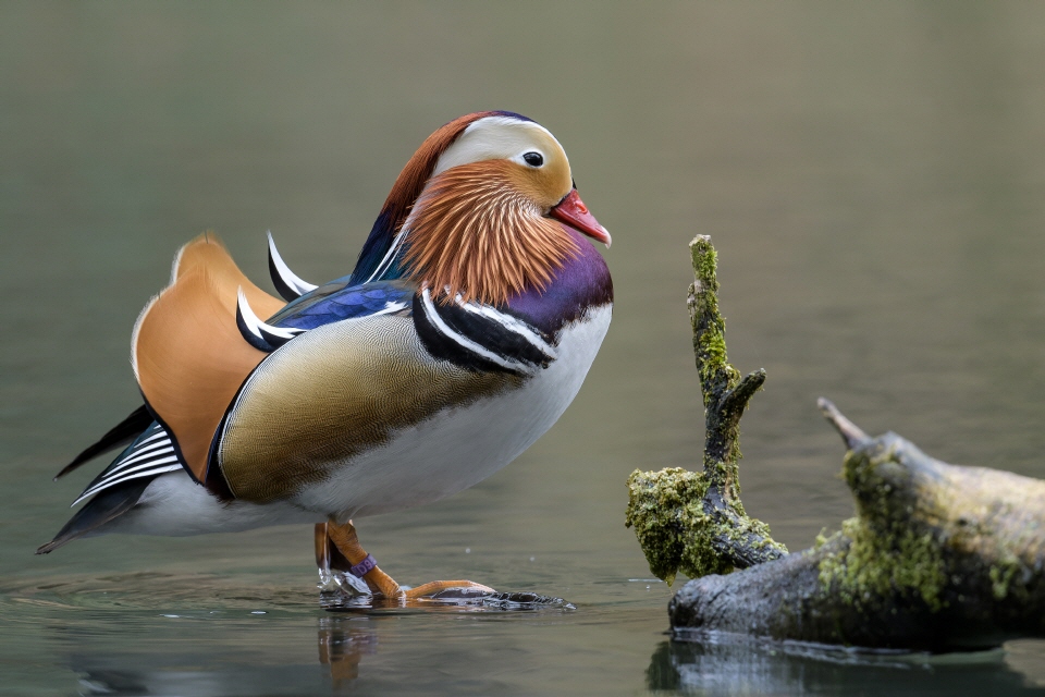 Mandarinente männlich
