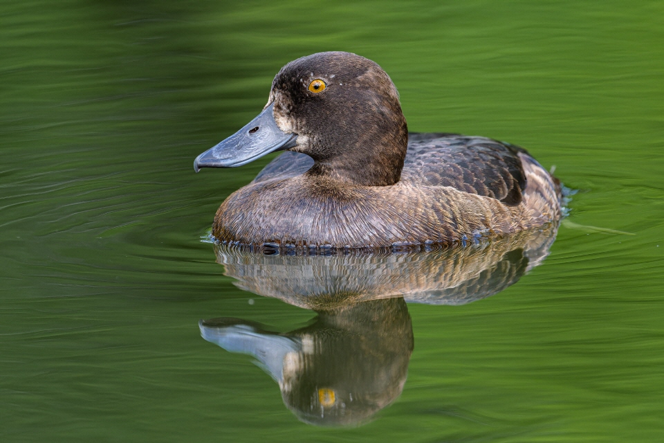 Reiherente -weiblich-