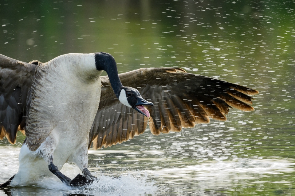 Kanadagans im Landeanflug