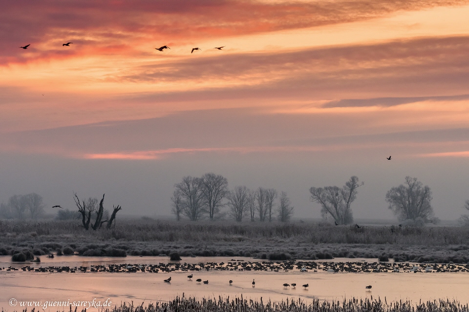 Gänse im Licht der aufgehenden Sonne