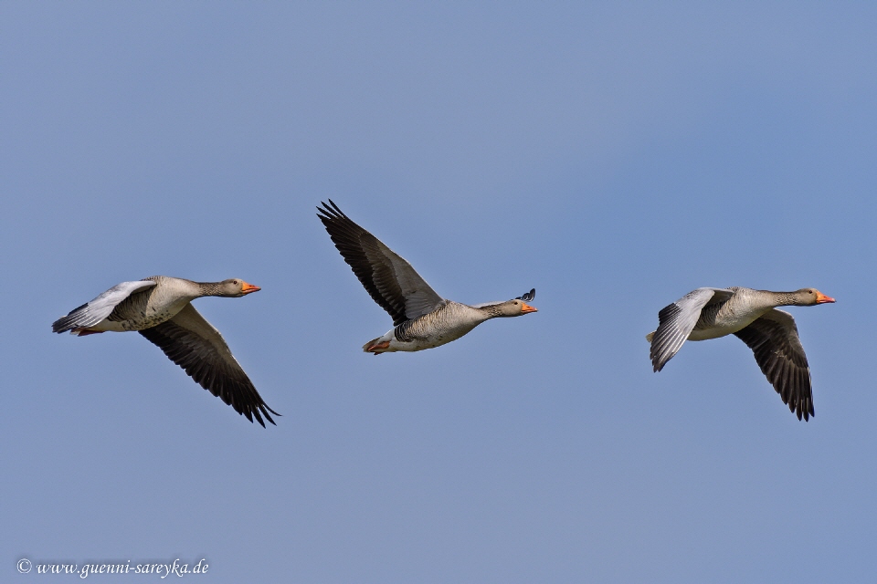 Graugänse im Flug