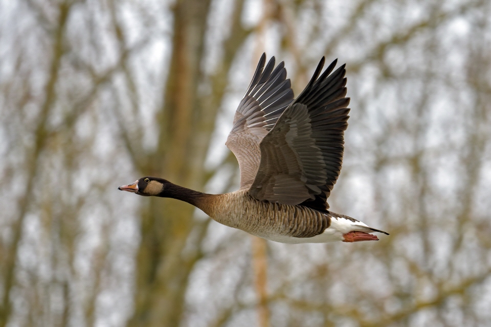 Kanadagans im Flug