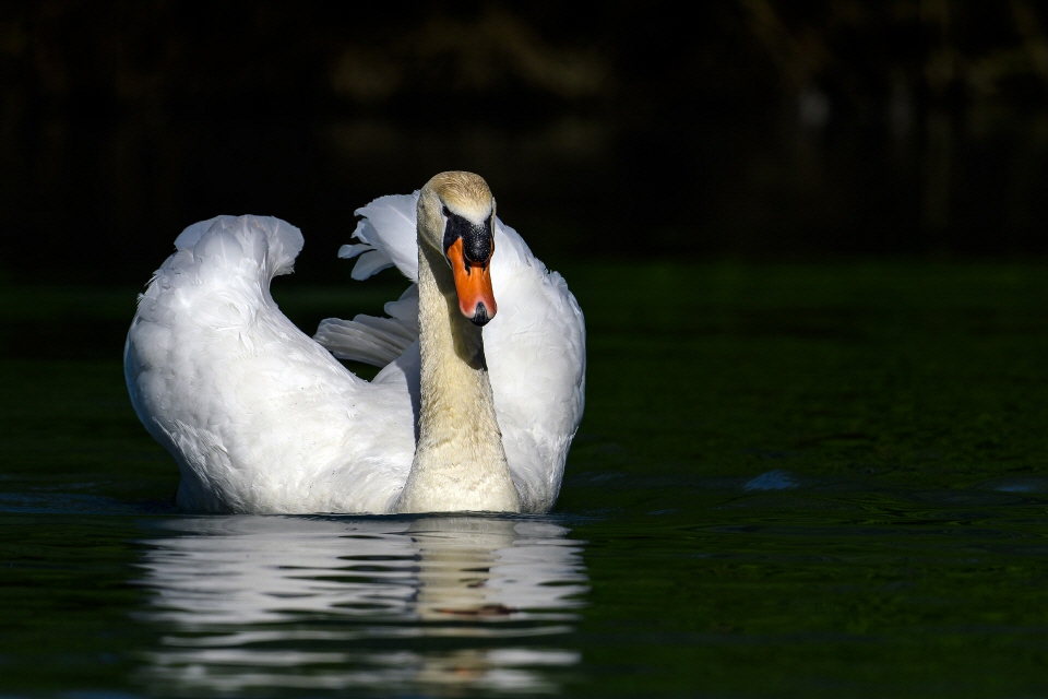 Höckerschwan