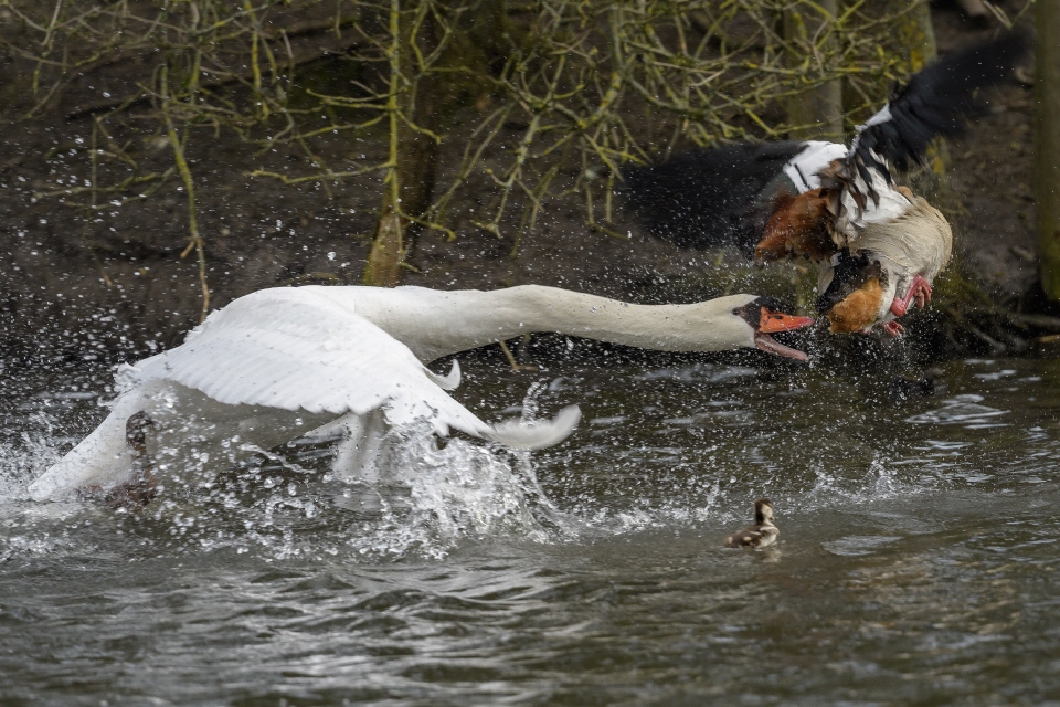 Höckerschwan attackiert eine Nilgans