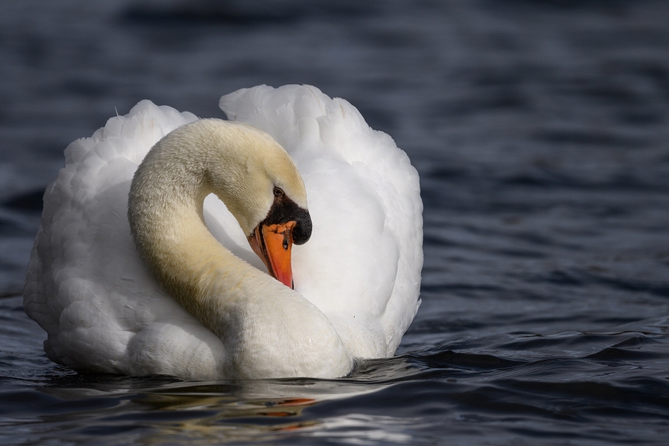 Ein schöner Schwan