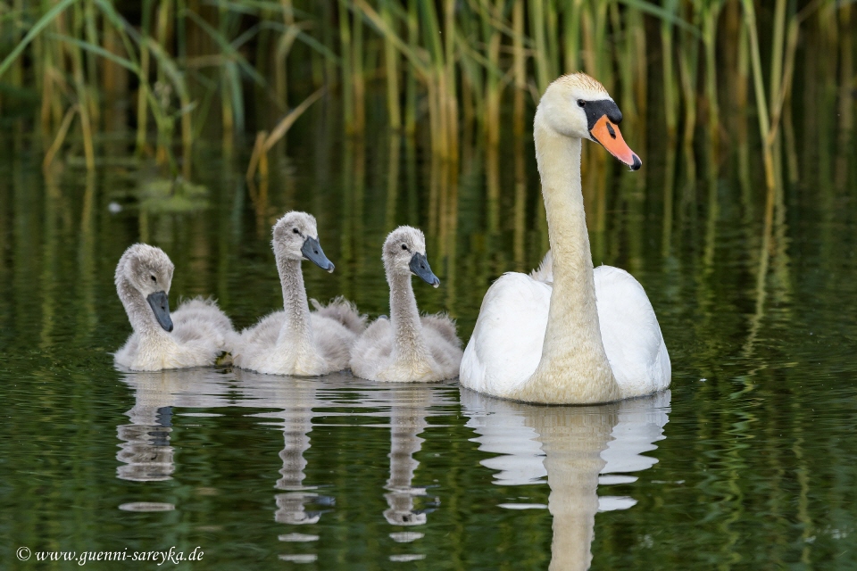 Höckerschwan mit Jungvögeln