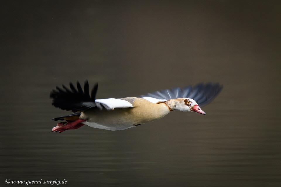 Nilgans