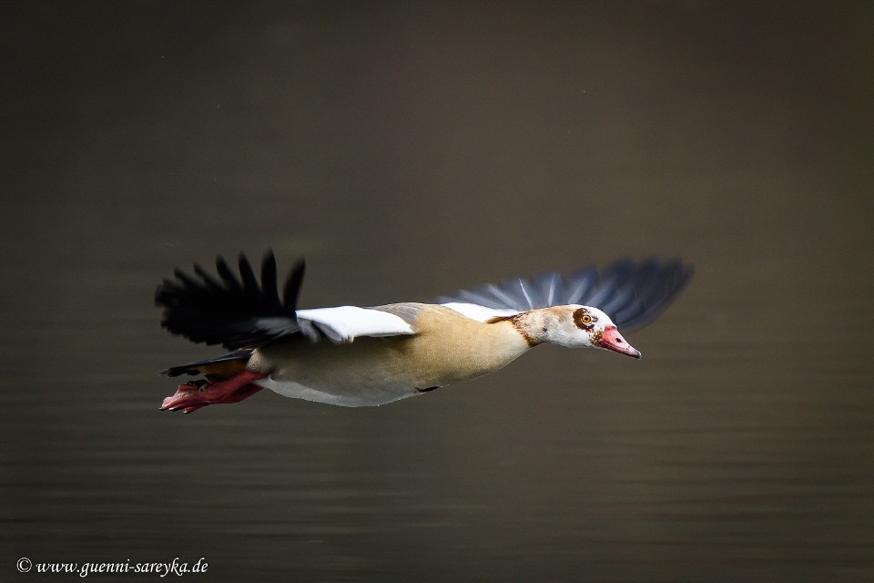 Nilgans im Flug