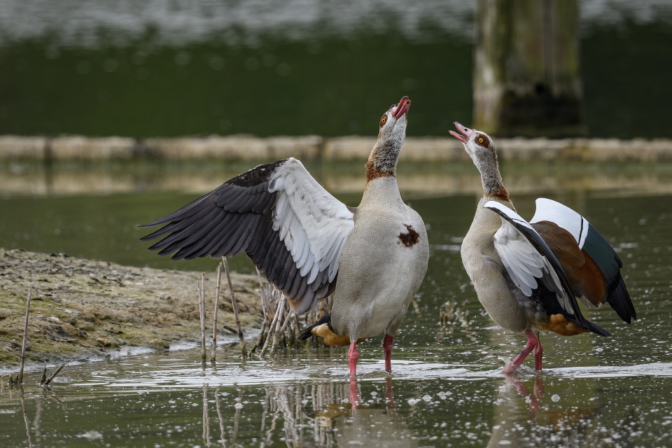 Nilgans mit Küken