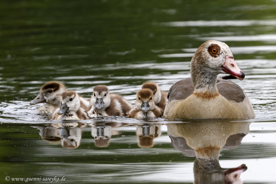 Nilgans mit Küken