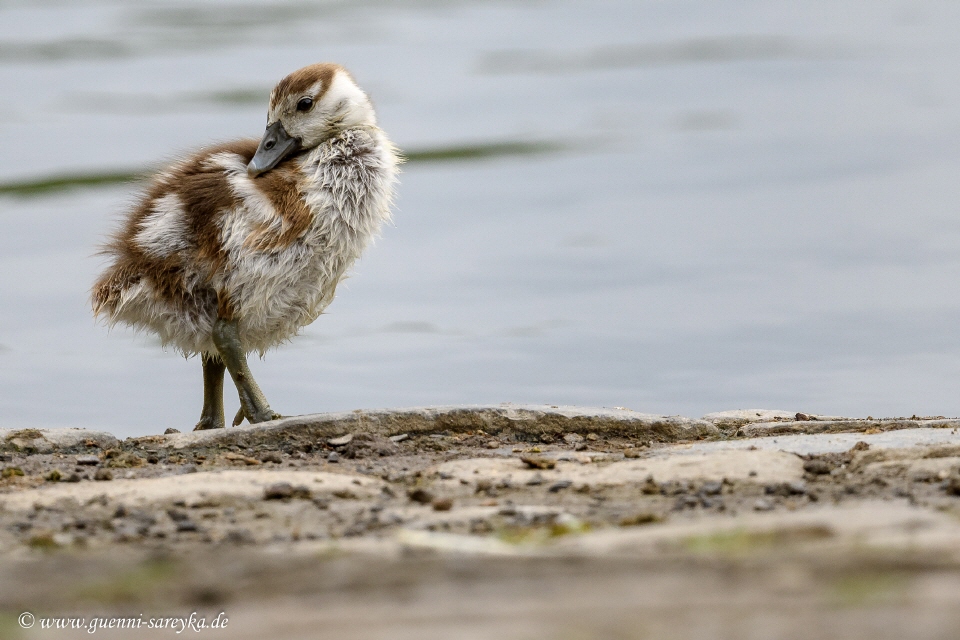 Nilgans juvenil