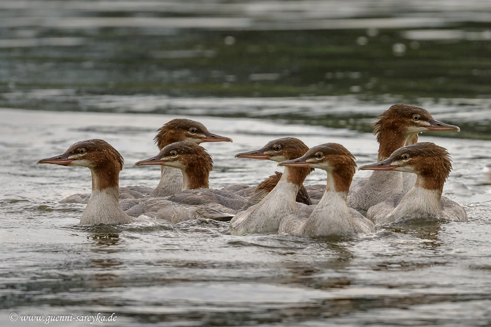 Gänsesäger weiblich