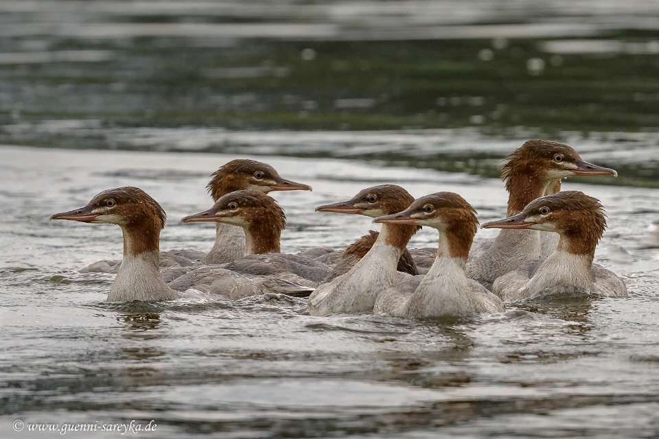 Gänsesäger weiblich