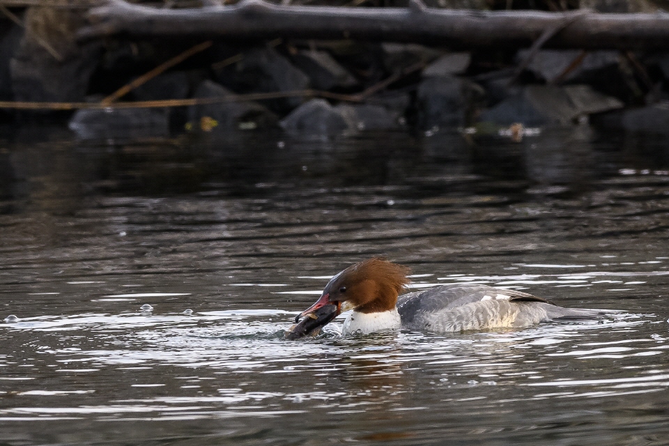 Gänsesäger weiblich mit Beute