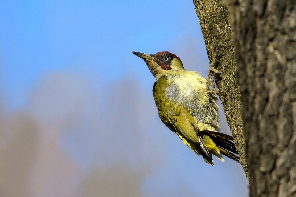 Buntspecht