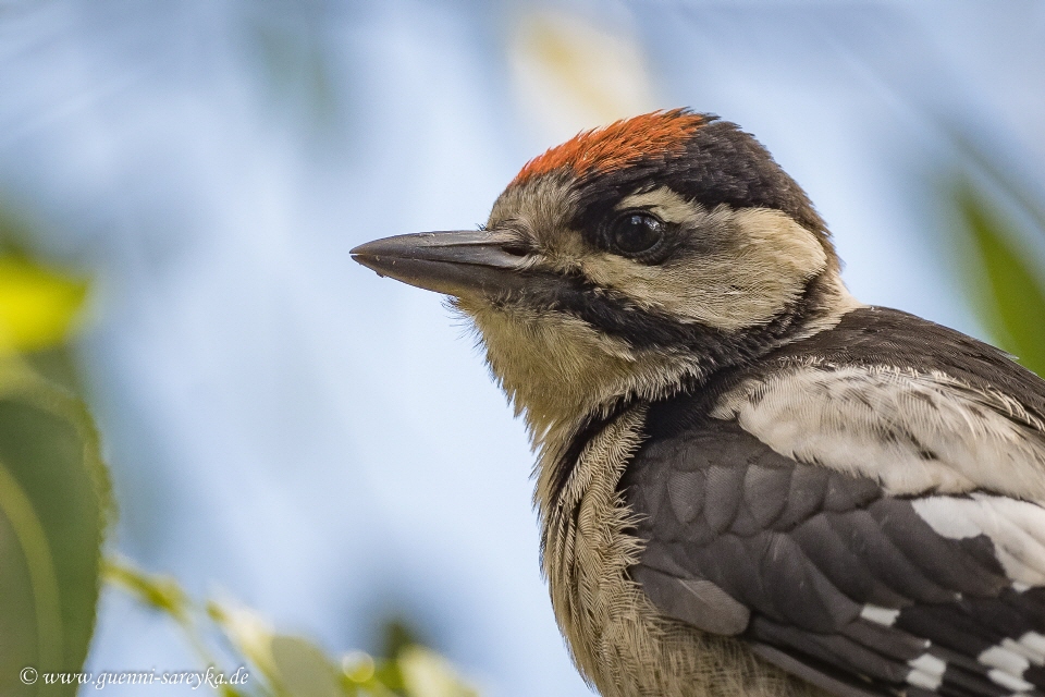 Buntspecht -Portrait-