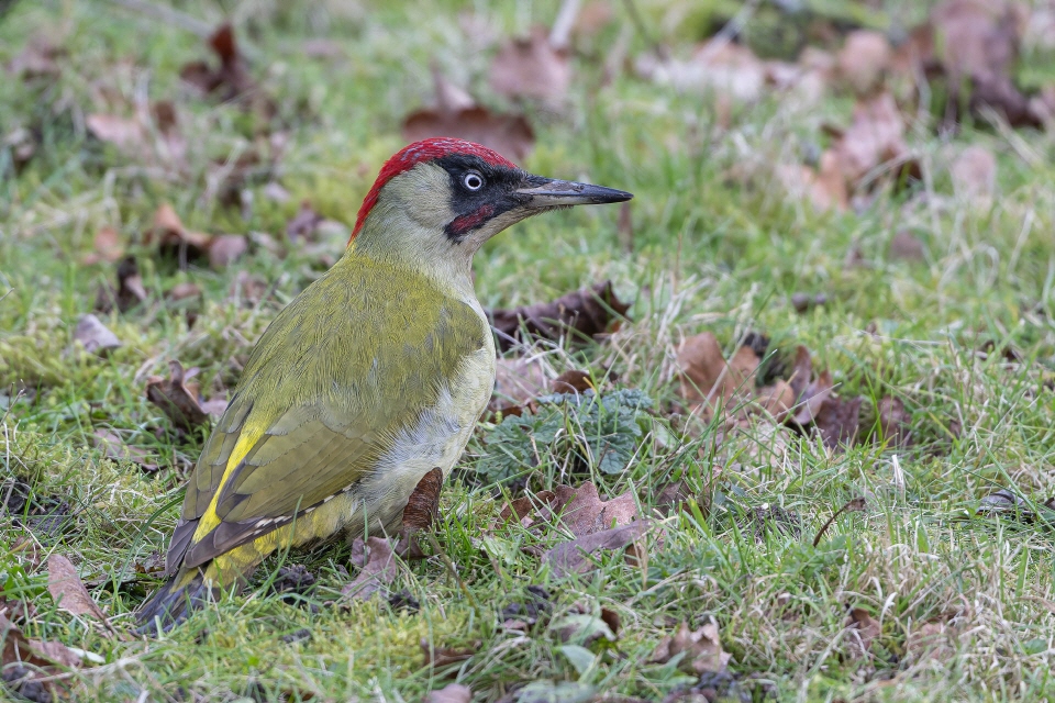 Buntspecht -Portrait-