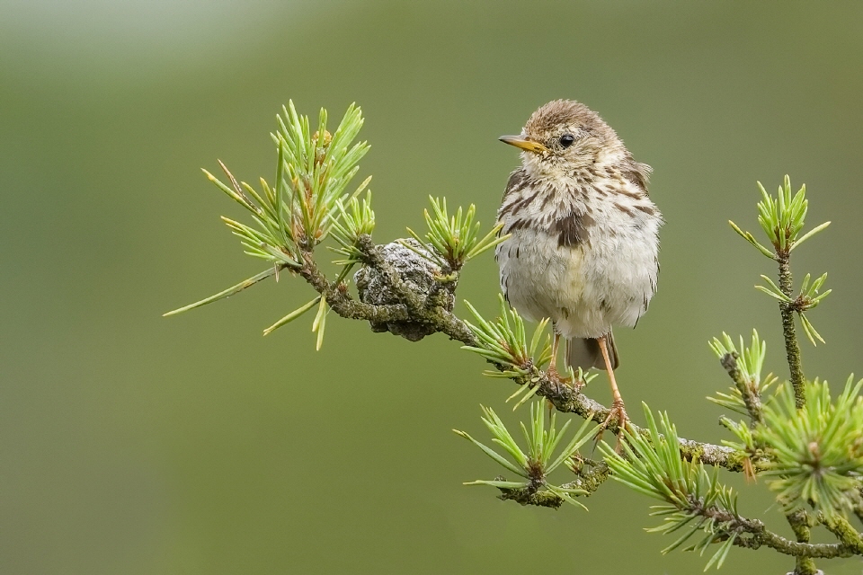 Wiesenpieper