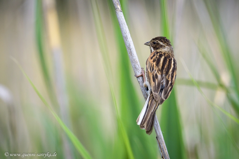 Rohrammer weiblich