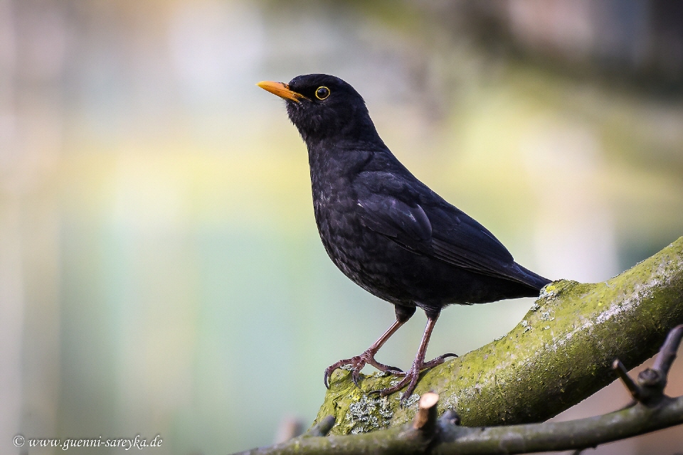 Amsel -männlich-