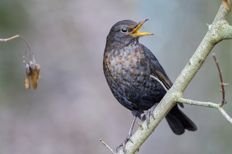 Amsel weiblich